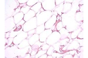 Rat visceral white fat tissue was stained by Rabbit Anti-Vaspin (63-104) (Human) Serum