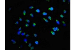 Immunofluorescence staining of Hela cells with ABIN7154307 at 1:166, counter-stained with DAPI.