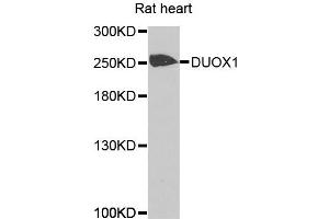 Western blot analysis of extracts of rat heart cells, using DUOX1 antibody. (DUOX1 anticorps)