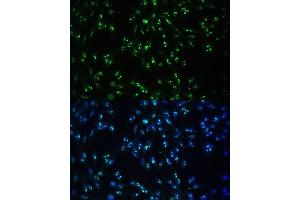 Immunofluorescence analysis of NIH-3T3 cells using CCDC59 antibody (ABIN7266440) at dilution of 1:100.