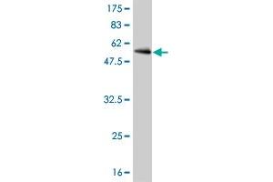 Western Blot detection against Immunogen (58.