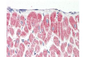 Anti-YPEL1 antibody IHC staining of human heart.