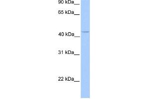 WB Suggested Anti-C17orf97 Antibody Titration: 0. (LIAT1/C17orf97 anticorps  (N-Term))
