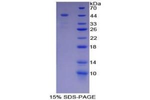 SDS-PAGE of Protein Standard from the Kit (Highly purified E.