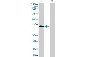 Western Blot analysis of CLEC1A expression in transfected 293T cell line by CLEC1A MaxPab polyclonal antibody.