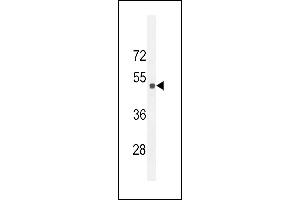 Western blot analysis of Sestrin-2 Antibody (Center) (ABIN652222 and ABIN2840929) in 293 cell line lysates (35 μg/lane). (Sestrin 2 anticorps  (AA 283-311))