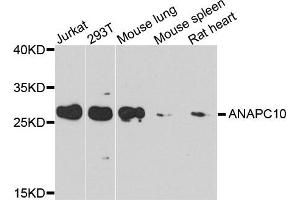 Western blot analysis of extracts of various cells, using ANAPC10 antibody. (ANAPC10 anticorps)