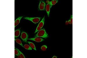 Confocal immunofluorescence image of HeLa cells using Calnexin Mouse Monoclonal Antibody (CANX/1541), labeled in Green. (Calnexin anticorps  (N-Term))