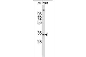 UPRT Antibody (C-term) (ABIN657295 and ABIN2846381) western blot analysis in mouse liver tissue lysates (35 μg/lane). (UPRT anticorps  (C-Term))