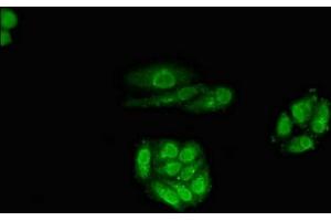 Immunofluorescent analysis of HepG2 cells using ABIN7167799 at dilution of 1:100 and Alexa Fluor 488-congugated AffiniPure Goat Anti-Rabbit IgG(H+L)
