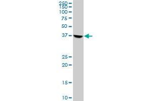 RFC2 MaxPab polyclonal antibody.