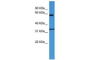 WB Suggested Anti-ENOX2 Antibody Titration: 0. (ENOX2 anticorps  (N-Term))