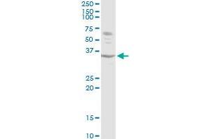 ATF1 MaxPab rabbit polyclonal antibody.