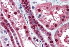 Human Kidney (formalin-fixed, paraffin-embedded) stained with MAT2A antibody ABIN364446 at 10 ug/ml followed by biotinylated anti-mouse IgG secondary antibody ABIN481714, alkaline phosphatase-streptavidin and chromogen. (MAT2A anticorps  (AA 1-395))