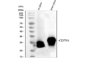 Western blot analysis of Cd79a using anti-Cd79a antibody (ABIN7601110).