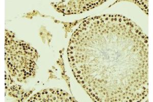 ABIN6276866 at 1/100 staining Mouse testis tissue by IHC-P.