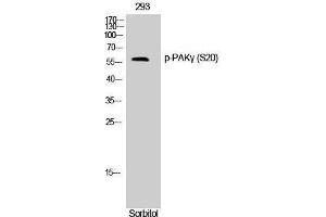 Western Blotting (WB) image for anti-P21-Activated Kinase 2 (PAK2) (pSer20) antibody (ABIN3182584)