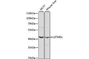 Western blot analysis of extracts of various cell lines, using LETMD1 antibody (ABIN3023040, ABIN3023041, ABIN3023042, ABIN1513151 and ABIN6219360) at 1:1000 dilution.
