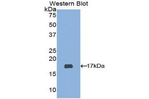 Western blot analysis of the recombinant protein.