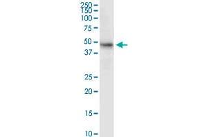 MDM4 MaxPab rabbit polyclonal antibody. (MDM4-binding Protein anticorps  (AA 1-490))