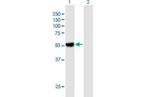 Western Blot analysis of KIAA0368 expression in transfected 293T cell line by KIAA0368 MaxPab polyclonal antibody.
