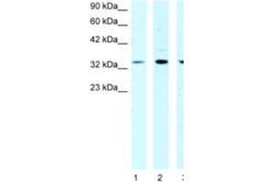 Western Blotting (WB) image for anti-Cold Shock Domain Protein A (CSDA) antibody (ABIN2463852) (CSDA anticorps)