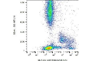 Flow cytometry analysis (surface staining) of human peripheral blood with anti-HLA-DR+DP (HL-38) PE. (HLA-DP/DR anticorps)