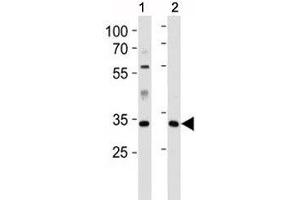 Caspase-9 antibody western blot analysis in 1) human HeLa and 2) mouse L929 lysate (Caspase 9 anticorps  (AA 183-211))