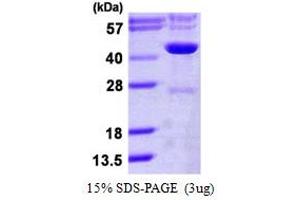 Isocitrate Dehydrogenase 3 (NAD+) gamma (IDH3G) (AA 40-393) protein (His tag)