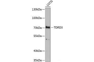 Western blot analysis of extracts of U2OS cells using TDRD3 Polyclonal Antibody at dilution of 1:1000. (TDRD3 anticorps)