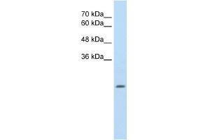 ALDH4A1 antibody used at 2. (ALDH4A1 anticorps  (N-Term))