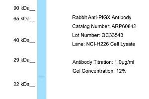 Western Blotting (WB) image for anti-Phosphatidylinositol Glycan Anchor Biosynthesis, Class X (PIGX) (C-Term) antibody (ABIN2788605) (PIGX anticorps  (C-Term))