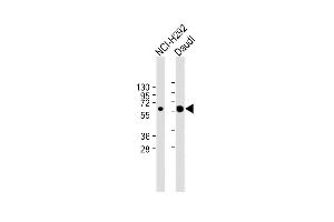 All lanes : Anti-IFI44L Antibody (C-term) at 1:2000 dilution Lane 1: NCI- whole cell lysate Lane 2: Daudi whole cell lysate Lysates/proteins at 20 μg per lane.