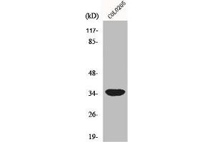 Western Blot analysis of COLO205 cells using MRP-L4 Polyclonal Antibody (MRPL4 anticorps  (Internal Region))