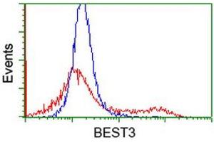 HEK293T cells transfected with either RC218436 overexpress plasmid (Red) or empty vector control plasmid (Blue) were immunostained by anti-BEST3 antibody (ABIN2453885), and then analyzed by flow cytometry. (Bestrophin 3 anticorps)