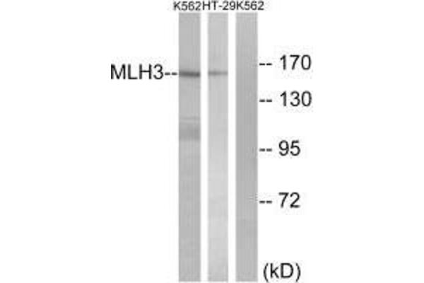 MLH3 anticorps