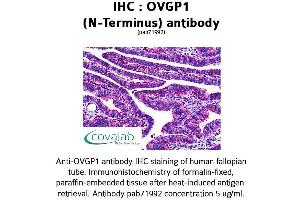 Image no. 1 for anti-Oviductal Glycoprotein 1 (OVGP1) (N-Term) antibody (ABIN1737715) (OVGP1 anticorps  (N-Term))