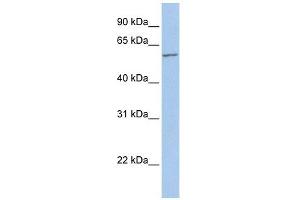 FMO5 antibody used at 1 ug/ml to detect target protein. (FMO5 anticorps  (Middle Region))