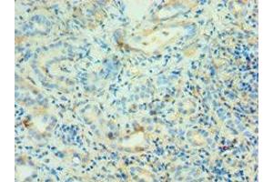 Immunohistochemistry of paraffin-embedded human kidney tissue using ABIN7144130 at dilution of 1:100 (AGT anticorps  (AA 35-285))