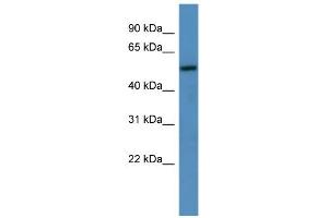 WB Suggested Anti-TM9SF1 Antibody Titration: 0. (TM9SF1 anticorps  (C-Term))