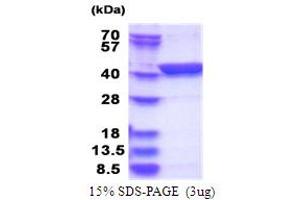 SDS-PAGE (SDS) image for LanC Lantibiotic Synthetase Component C-Like 1 (LANCL1) (AA 1-399) protein (His tag) (ABIN5853777)