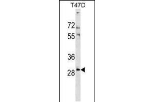 Western blot analysis in T47D cell line lysates (35ug/lane). (RNF138 anticorps  (AA 76-103))