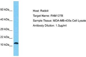 Host: Rabbit Target Name: FAM127B Sample Tissue: Human MDA-MB-435s Whole Cell Antibody Dilution: 1ug/ml (FAM127B anticorps  (N-Term))