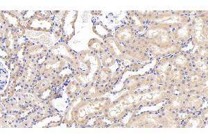 Detection of GRN in Rat Kidney Tissue using Polyclonal Antibody to Granulin (GRN) (Granulin anticorps  (AA 44-255))