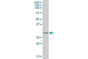 SCGN MaxPab polyclonal antibody.