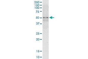 ZNF296 MaxPab polyclonal antibody.