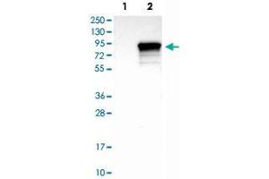 Western Blot analysis of Lane 1: negative control (vector only transfected HEK293T cell lysate) and Lane 2: over-expression lysate (co-expressed with a C-terminal myc-DDK tag in mammalian HEK293T cells) with SYVN1 polyclonal antibody . (SYVN1 anticorps)