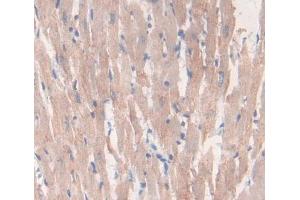 IHC-P analysis of Rat Tissue, with DAB staining. (LEFTY2 anticorps  (AA 245-356))