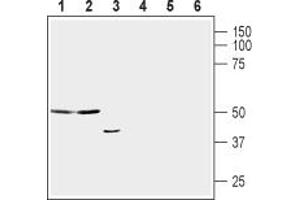 anti-Apelin Receptor (APLNR) (AA 4-17), (Extracellular) antibody