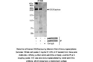Image no. 1 for anti-Capicua antibody (ABIN363608) (Capicua anticorps)